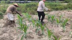 Kawal Ketahanan Pangan, Bhabinkamtibmas Polsek Rantau Kopar Cek Perkembangan Tanaman Jagung Pipil