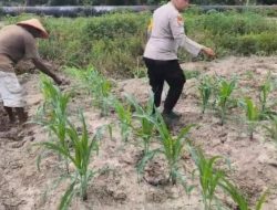 Kawal Ketahanan Pangan, Bhabinkamtibmas Polsek Rantau Kopar Cek Perkembangan Tanaman Jagung Pipil