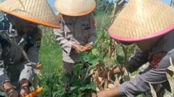 Dukung Ketahanan Pangan Nasional, Polres Dumai Melalui Polsek Medang Kampai Panen Jagung Bersama Kelompok Tani Almadani