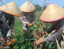 Dukung Ketahanan Pangan Nasional, Polres Dumai Melalui Polsek Medang Kampai Panen Jagung Bersama Kelompok Tani Almadani