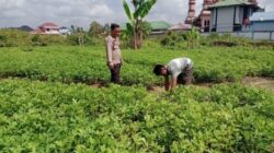 Polres Dumai Dukung Ketahanan Pangan Nasional, Bhabinkamtibmas Cek Lahan Produktif Warga di Bukit Datuk