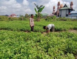 Polres Dumai Dukung Ketahanan Pangan Nasional, Bhabinkamtibmas Cek Lahan Produktif Warga di Bukit Datuk