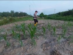 Bhabinkamtibmas Polsek Rantau Kopar Cek Kontrol Tanaman Jagung Pipil Kelompok Tani