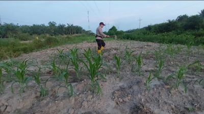 Bhabinkamtibmas Polsek Rantau Kopar Cek Kontrol Tanaman Jagung Pipil Kelompok Tani