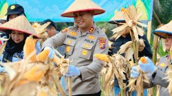 Dukung Swasembada Pangan, Polres Siak Gelar Panen Raya Jagung di Kampung Rantau Bertuah