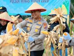 Dukung Swasembada Pangan, Polres Siak Gelar Panen Raya Jagung di Kampung Rantau Bertuah