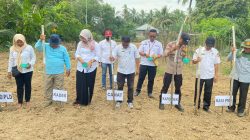 Polres Kuansing Dorong Ketahanan Pangan, Lahan Desa Pulau Kijang Disulap Jadi Kebun Jagung Pipil Produktif