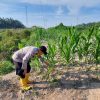 Bhabinkamtibmas Cek dan Kontrol Pertumbuhan Jagung Pipil di Kecamatan Rantau Kopar