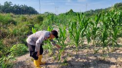Bhabinkamtibmas Cek dan Kontrol Pertumbuhan Jagung Pipil di Kecamatan Rantau Kopar