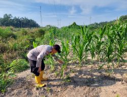 Bhabinkamtibmas Cek dan Kontrol Pertumbuhan Jagung Pipil di Kecamatan Rantau Kopar