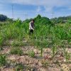 Pertumbuhan Jagung Pipil di Rantau Kopar Jadi Perhatian Bhabinkamtibmas Bripka Kuncoro SH