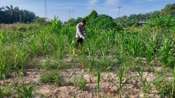 Pertumbuhan Jagung Pipil di Rantau Kopar Jadi Perhatian Bhabinkamtibmas Bripka Kuncoro SH