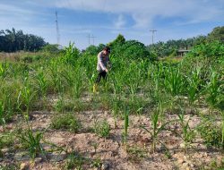 Pertumbuhan Jagung Pipil di Rantau Kopar Jadi Perhatian Bhabinkamtibmas Bripka Kuncoro SH