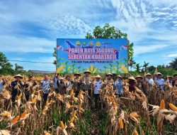 Dukung Asta Cita Presiden RI, Polres Siak Panen Raya Jagung Kwartal II Tahun 2026