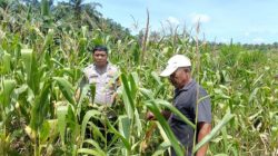 Bhabinkamtibmas Dampingi Petani Jagung, Wujud Nyata Dukungan Ketahanan Pangan di Kampung Jambai Makmur