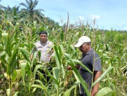 Bhabinkamtibmas Dampingi Petani Jagung, Wujud Nyata Dukungan Ketahanan Pangan di Kampung Jambai Makmur