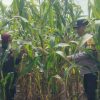 Tumbuh Maksimal, Tanaman Jagung di Kampung Sam Sam Siap Panen Akhir Juni 2026