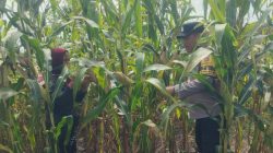 Tumbuh Maksimal, Tanaman Jagung di Kampung Sam Sam Siap Panen Akhir Juni 2026