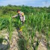 Bhabinkamtibmas Polsek Rantau Kopar Cek Kondisi Jagung Pipil, Dukung Ketahanan Pangan Nasional