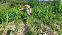 Bhabinkamtibmas Polsek Rantau Kopar Cek Kondisi Jagung Pipil, Dukung Ketahanan Pangan Nasional