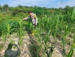 Bhabinkamtibmas Polsek Rantau Kopar Cek Kondisi Jagung Pipil, Dukung Ketahanan Pangan Nasional