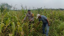 Dukung Program Ketahanan Pangan, Bhabinkamtibmas Polsek Kandis Pastikan Tanaman Jagung Masyarakat Tumbuh Hijau dan Subur