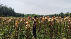 Bhabinkamtibmas Lakukan Pemantauan Lahan Ketahanan Pangan Libo Jaya, Jagung Mulai Menguning