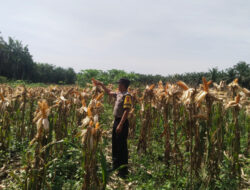 Bhabinkamtibmas Lakukan Pemantauan Lahan Ketahanan Pangan Libo Jaya, Jagung Mulai Menguning