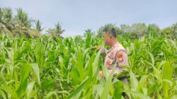 POLSEK TANAH PUTIH LAKUKAN PENGECEKAN TANAMAN JAGUNG PROGRAM KETAHANAN PANGAN DI UJUNG TANJUNG
