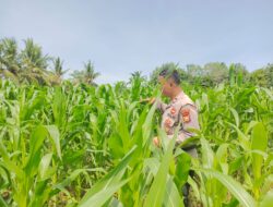 Polsek Tanah Putih Cek Tanaman Jagung Program Ketahanan Pangan di Ujung Tanjung