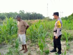 Bhabinkamtibmas KelurahanRantau Kopar Cek Ketahanan Pangan Jagung Pipil