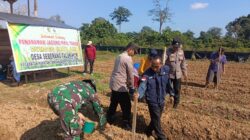 Perkuat Ketahanan Pangan, Kapolres Kuansing Dukung Penanaman Jagung Pipil di Seberang Taluk Hilir