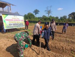 Perkuat Ketahanan Pangan, Kapolres Kuansing Dukung Penanaman Jagung Pipil di Seberang Taluk Hilir