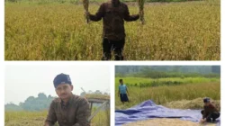 KNPI Jasinga Soroti Kerusakan Irigasi Usai Panen Padi Tak Maksimal di Desa Bagoang