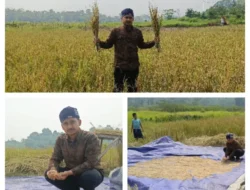 KNPI Jasinga Soroti Kerusakan Irigasi Usai Panen Padi Tak Maksimal di Desa Bagoang
