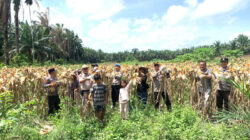 Polsek Kandis Bersama Petani Libo Jaya Panen 3 Ton Jagung untuk Ketahanan Pangan Nasional