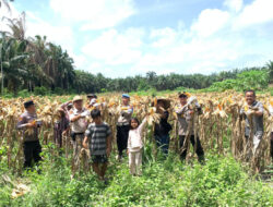 Polsek Kandis Bersama Petani Libo Jaya Panen 3 Ton Jagung untuk Ketahanan Pangan Nasional