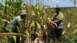 Jagung Tumbuh Subur, Harapan Ketahanan Pangan Semakin Besar, Polsek Kandis Dampingi Petani