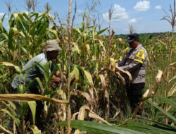 Jagung Tumbuh Subur, Harapan Ketahanan Pangan Semakin Besar, Polsek Kandis Dampingi Petani