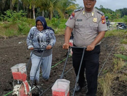 Langkah Nyata, Bhabinkamtibmas Polsek Kandis Bersama Petani Tabur Bibit Jagung di Lahan Produktif Seluas 15 H