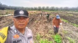 Update Progres Ketahanan Pangan Bersama Petani Ayu Makmur, Kapolsek Kandis Targetkan 6 H dalam Kondisi Tanam