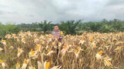 Bhabinkamtibmas Polsek Kandis Pantau Berkala Perkembangan Tanaman Jagung di Kampung Sam Sam