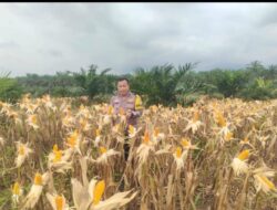 Bhabinkamtibmas Polsek Kandis Pantau Berkala Perkembangan Tanaman Jagung di Kampung Sam Sam