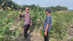 Dukung Ketahanan Pangan Nasional, Personel Polres Siak Beri Pendampingan Petani Jagung Pipil Binaan 