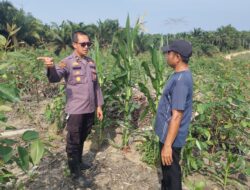 Dukung Ketahanan Pangan Nasional, Personel Polres Siak Beri Pendampingan Petani Jagung Pipil Binaan 