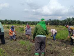 Bhabinkamtibmas Polsek Kandis Lakukan Pendampingan Berkelanjutan, 10 Hektare Lahan Jagung Telah Tertanam Bersama Kelompok Tani