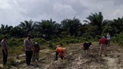 Lahan Ketahanan Pangan Polsek Kandis Terus Berkembang, Harapan Nyata Kelompok Tani Ayu Makmur