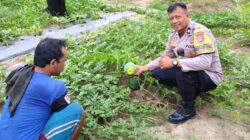 Polres Dumai Dukung Ketahanan Pangan Nasional, Bhabinkamtibmas Bukit Timah Tinjau Kebun Semangka