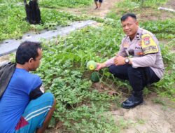 Polres Dumai Dukung Ketahanan Pangan Nasional, Bhabinkamtibmas Bukit Timah Tinjau Kebun Semangka