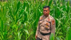 Polsek Tanah Putih Cek dan Semprot Tanaman Jagung Program Ketapang di Ujung Tanjung 